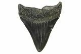 Fossil Megalodon Tooth - South Carolina #333598-1